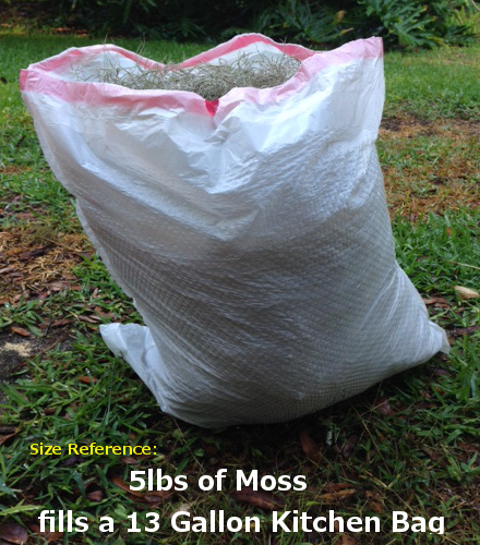 FloridaSpanishMoss.com :
                            5lbs Moss